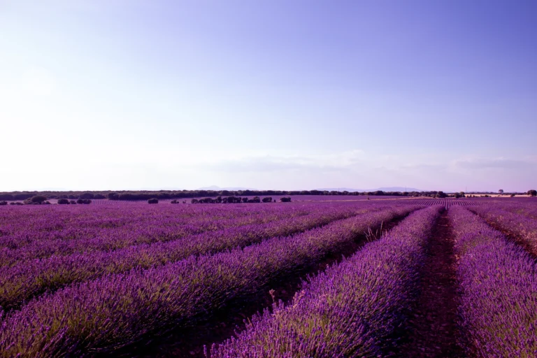 Provence